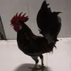 huurambo2606