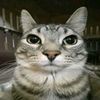 dizz_rawr