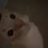 kcuingilys