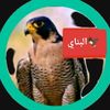 albnay