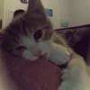 kakii_1