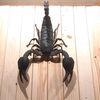 scorpiovenomous