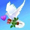 shafiuddin937