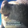 tboisteve