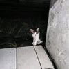 miaemiaw07