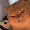 dyccj5lwj34f