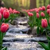 safwanattar442