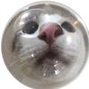 daintypotat0