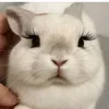 nhfynsht