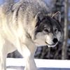wolf_bs_top