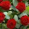 hebahussain592