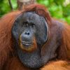smart_orangutan
