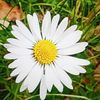 nilufer.931