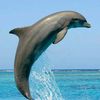 ledauphin67