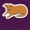 cachorrocaramelo780