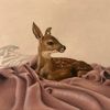 𝙷𝚊𝚒𝚏𝚊🦌
