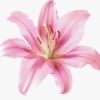 hana_m0hamed