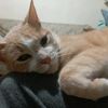 mimi_t2013