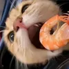 chippcteene_