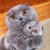 kitkat_xxo