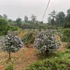 huonghuongthu21