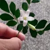 rominacorrea2183