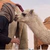 hamad3797