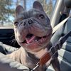 Arwen the adorable Frenchie
