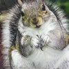 squirrelbestie