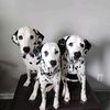 willowandmasonandollie