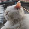 _mahito_49935