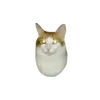 apxz