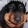 snuifsnorkel