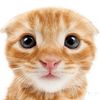 meowmixcommerciai