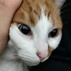 jemtro