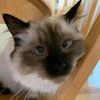 luna.the.cat51