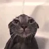 retardadodobrown