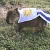 uruguaynoma1891