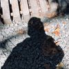 bayu_mehong