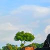 mamun70801