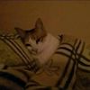 aya_fared37