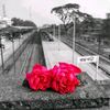 aysha02278