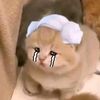Cats and more <3