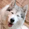 stefaniadinicol86