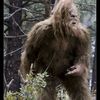 bigfootlove4all