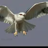 falkon440