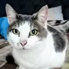xanacat3