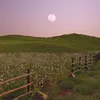 nupur_532