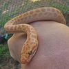astrodelphis23