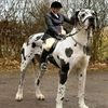 schofield42